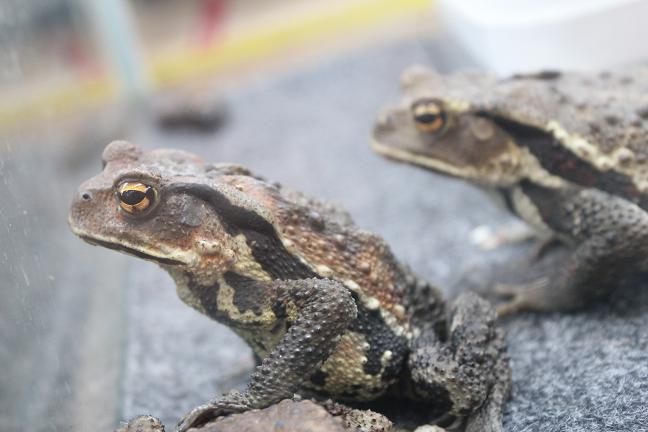 プリップリのヒキガエル入荷です Candleブログ