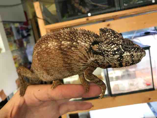 ホーネリーカメレオン オス 成体 液浸標本 ホーネリーカメレオン 幼体 液体標本 - メルカリ