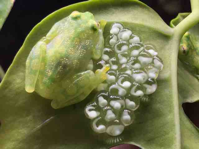 国内初登場のグラスフロッグご紹介！！ : CANDLEブログ