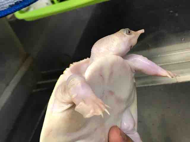 DISCOERY イグアナ下目編 イグアナ亜科 Subfamily Iguaninae