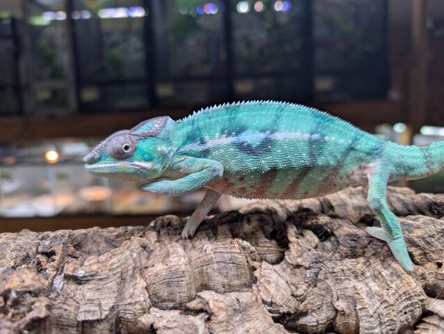 パンサーカメレオン・ノシミチオ