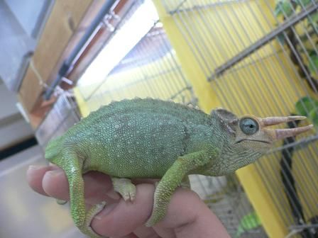 ハープタイル レプリカシリーズ ジャクソンカメレオン カメレオン入荷しました : 爬虫類倶楽部ファームブログ
