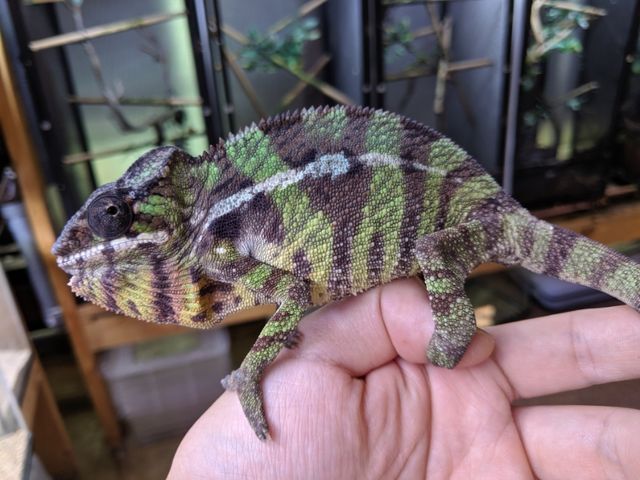 カメレオン在庫リスト : CANDLEブログ