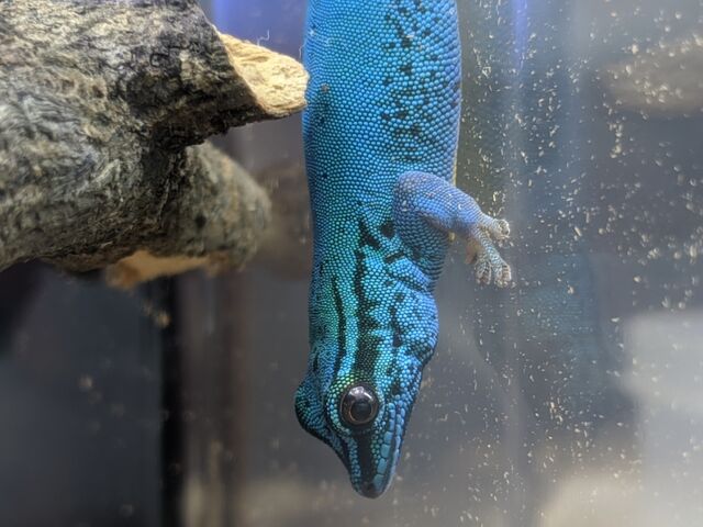 【No.240】ブルーグリーングラデーション トカゲ ヤモリ レオパ No.240】ブルーグリーングラデーション トカゲ ヤモリ レオ