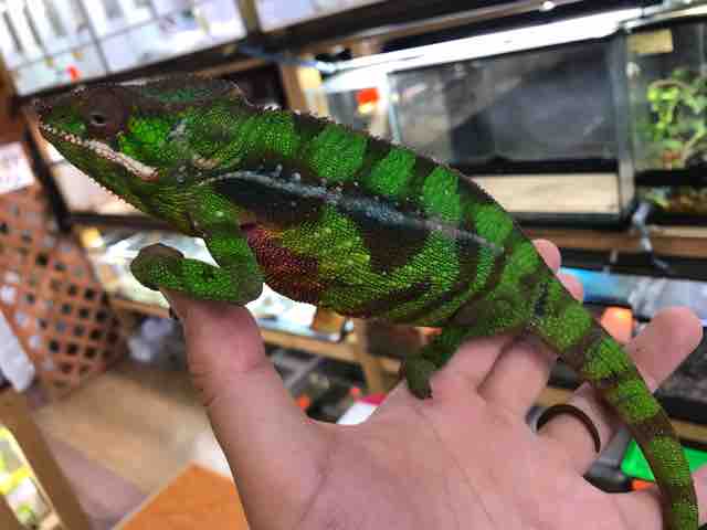 ホーネリーカメレオン オス 成体 液浸標本 ホーネリーカメレオン オス 成体 液浸標本 置物