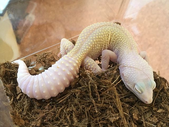 新着のレオパご紹介！！！ : CANDLEブログ