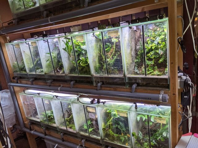 中古品RainForest パルダリウムケージプロ PCP3045