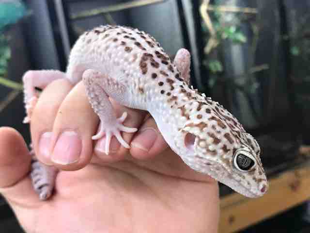 ヤモリの悪魔 グランディスヒルヤモリ ヤモリ図鑑