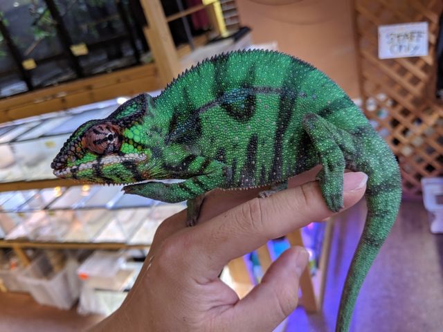 ホーネリーカメレオン オス 成体 液浸標本 ホーネリーカメレオン