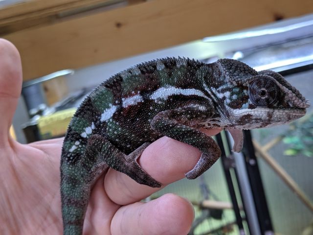 ホーネリーカメレオン オス 成体 液浸標本 ホーネリーカメレオン 幼体 液体標本 - メルカリ