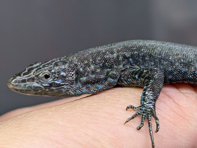 またまた超レアカナヘビ到着！！ : CANDLEブログ