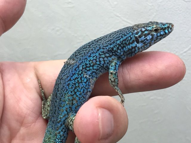 ぶりくら市の販売生体 カナヘビ編 Candleブログ