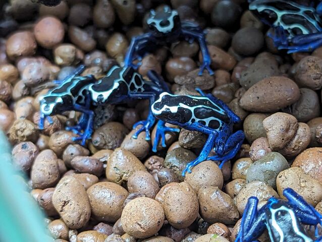 ヤドクガエルどっさり到着！！ : CANDLEブログ