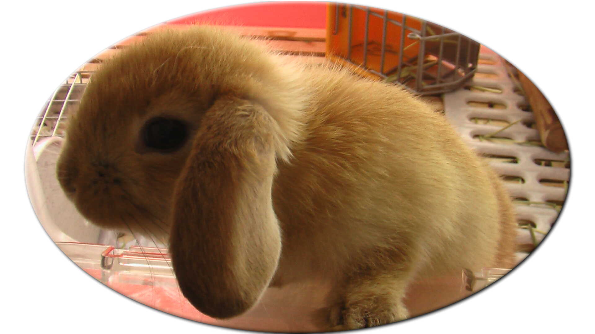 ちょっと変わったペットライフ ロップイヤー Livedoor Blog ブログ