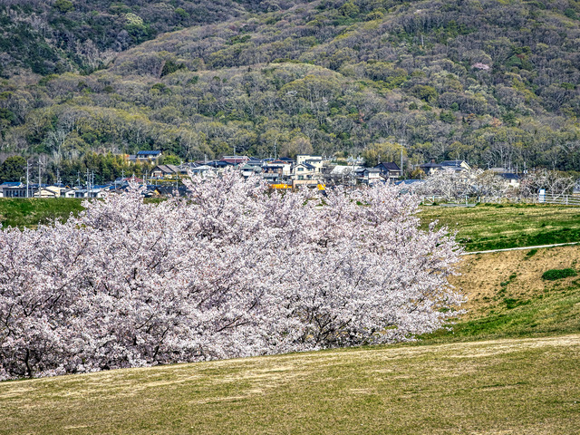 20220405_092432P4054156_13