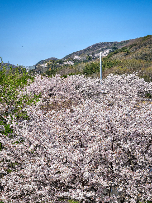 20220405_092311P4054153_10