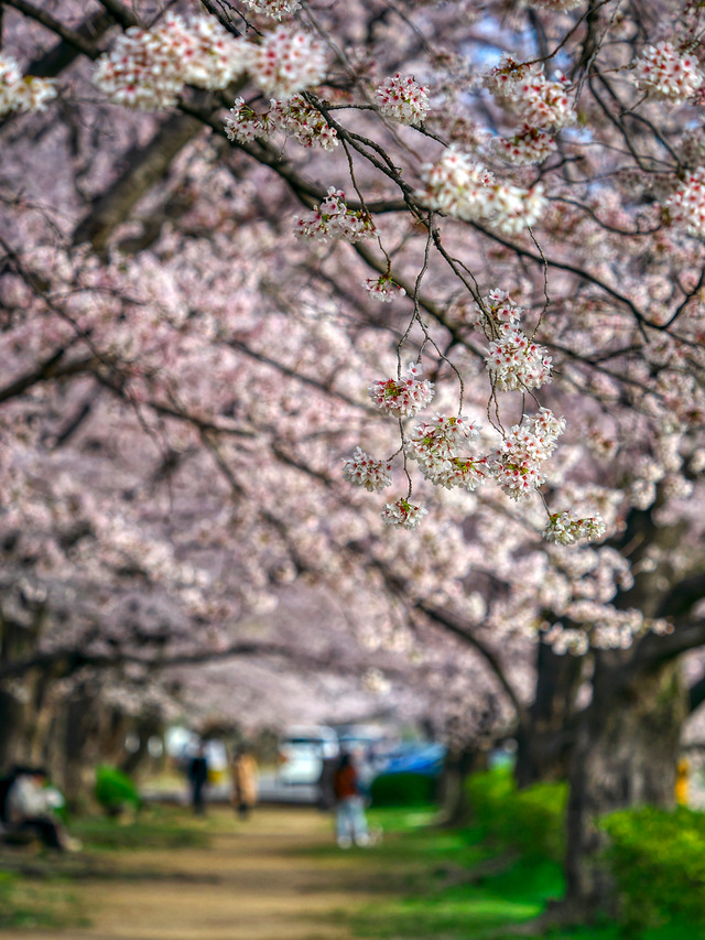 20220402_075133P4020227_9