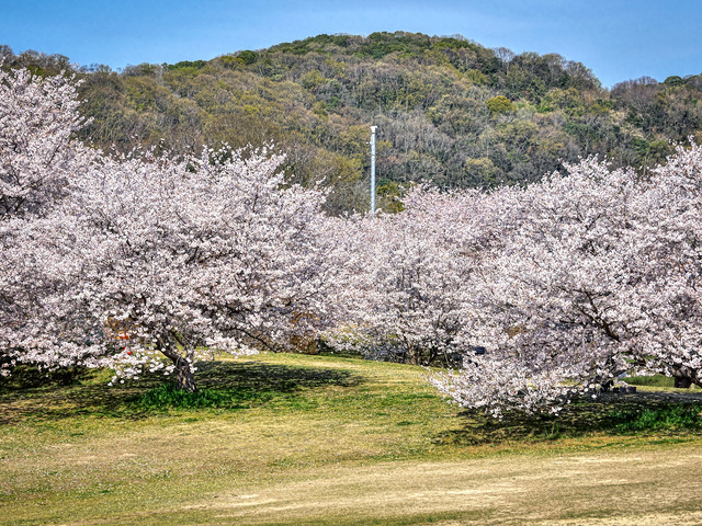 20220405_092443P4054157_14