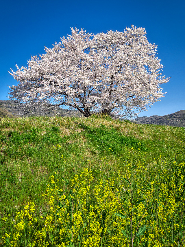 20220405_085909P4054138_4