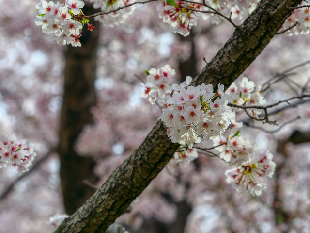 20220402_090638P4020361_9