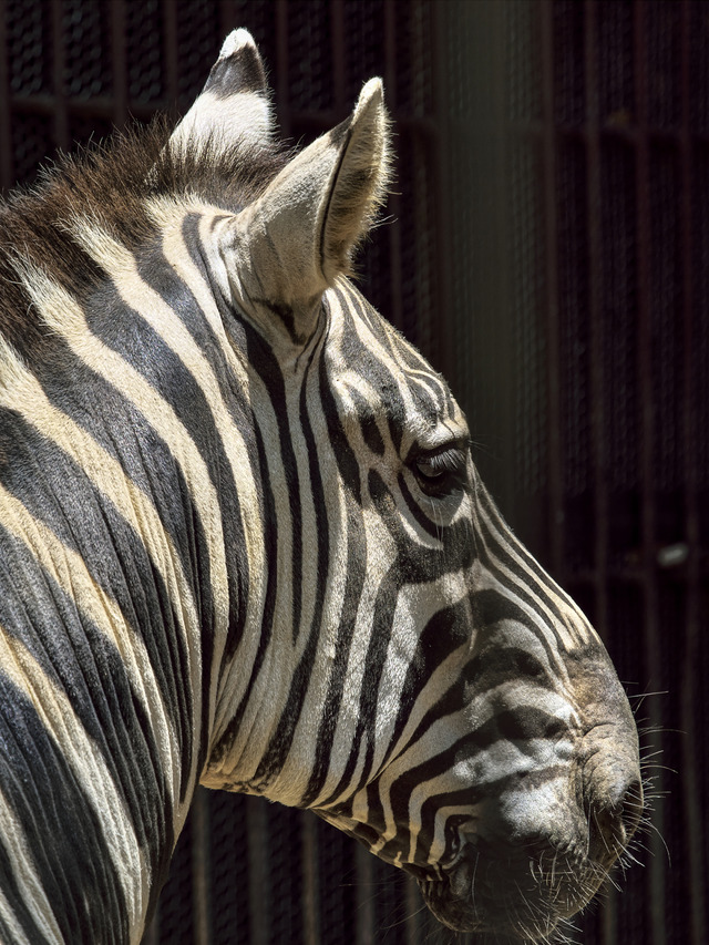 20220626_114012P6262723_6