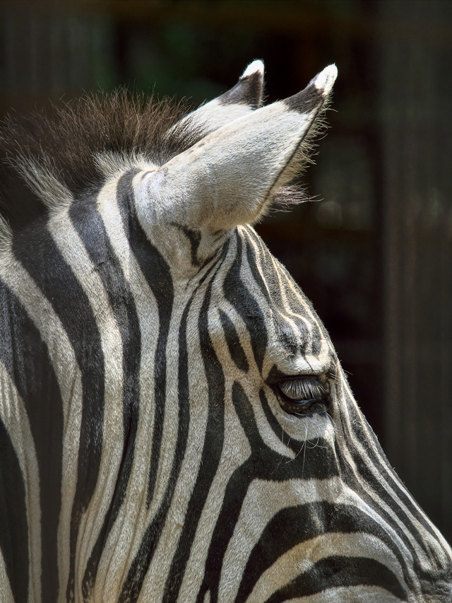 20220626_113857P6262696_3