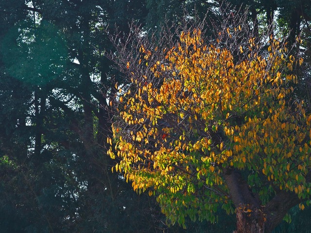 20221120_085826PB200931