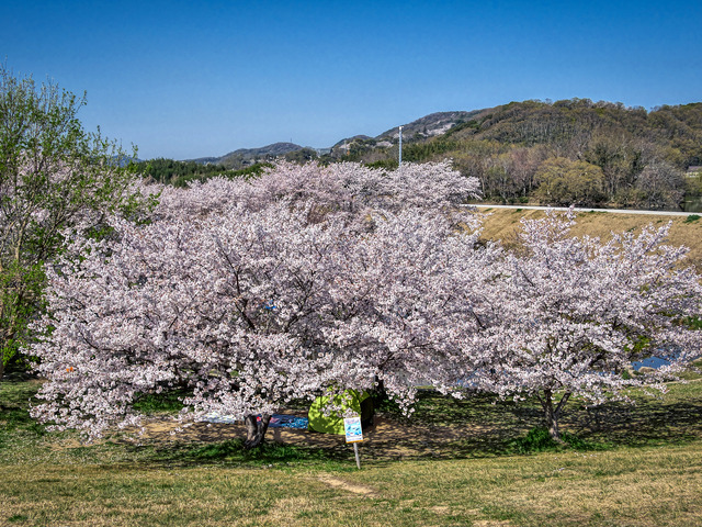 20220405_092251P4054151_8