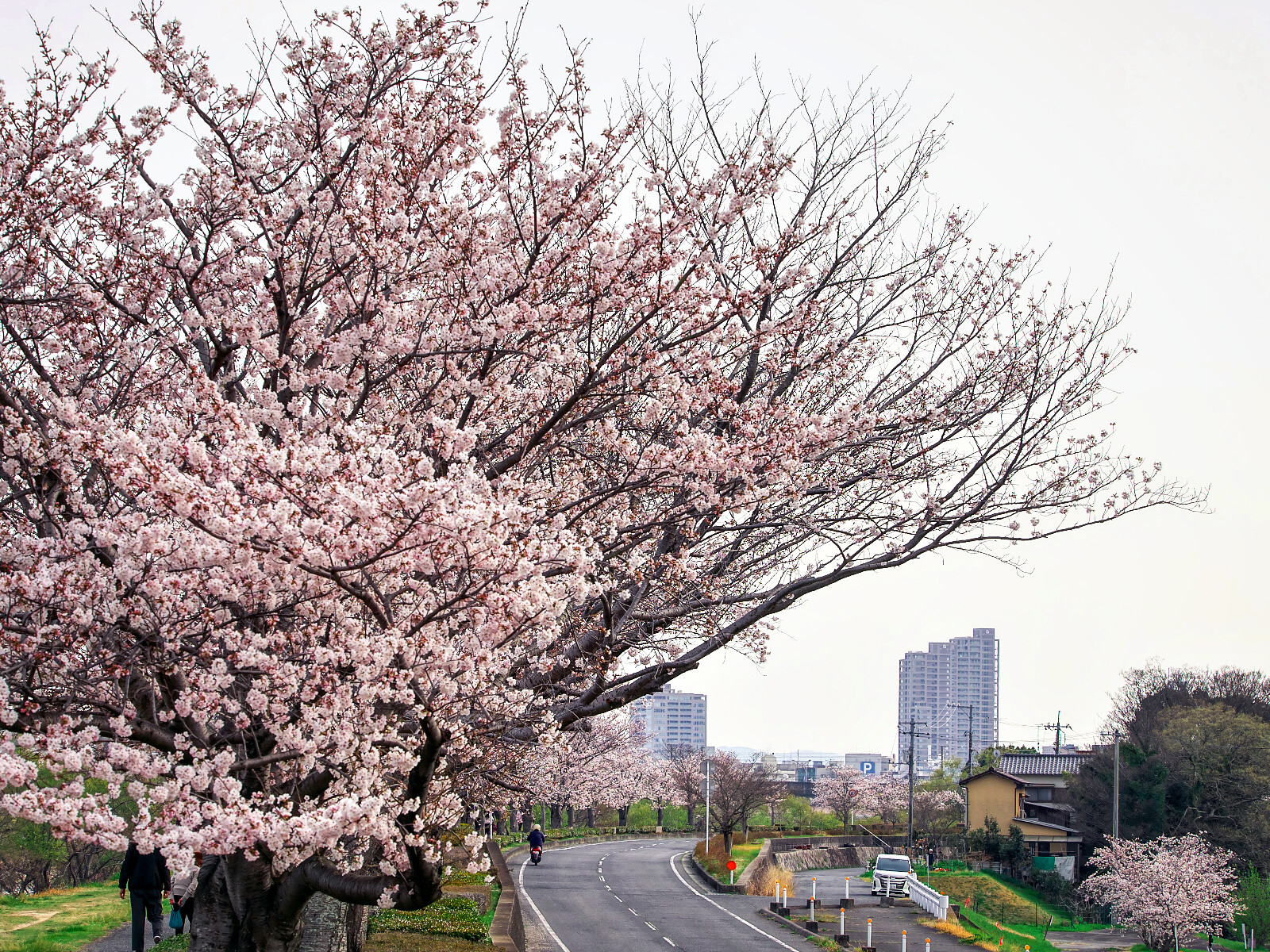 『三野浄水場の桜』2022 / 岡山市北区三野 不易流行 ~ 親父のブログ 『三野浄水場の桜』2022 / 岡山市北区三野 不易流行 ~ 親父のブログ
