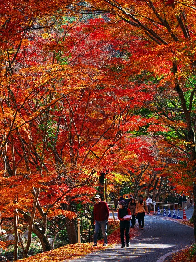 20221119_123725PB193005