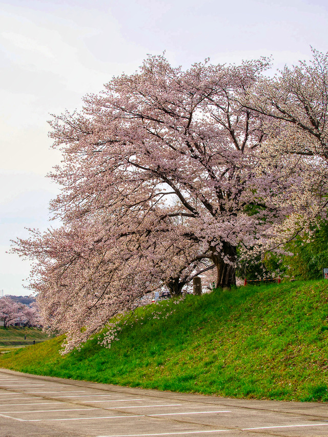 20220402_073737P4020177_1