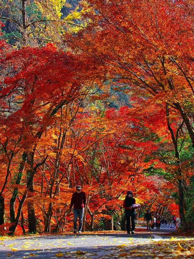 20221119_123739PB193008