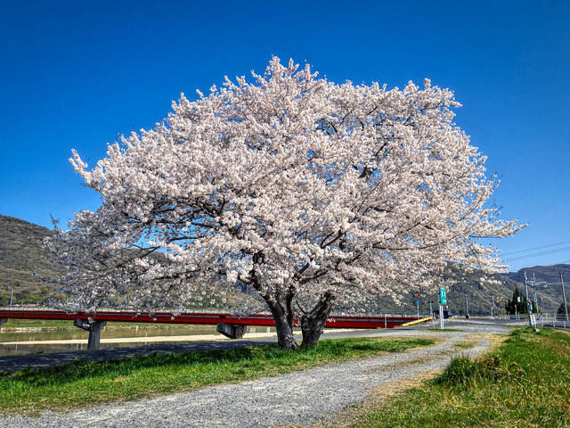 20220405_085821P4054129_1