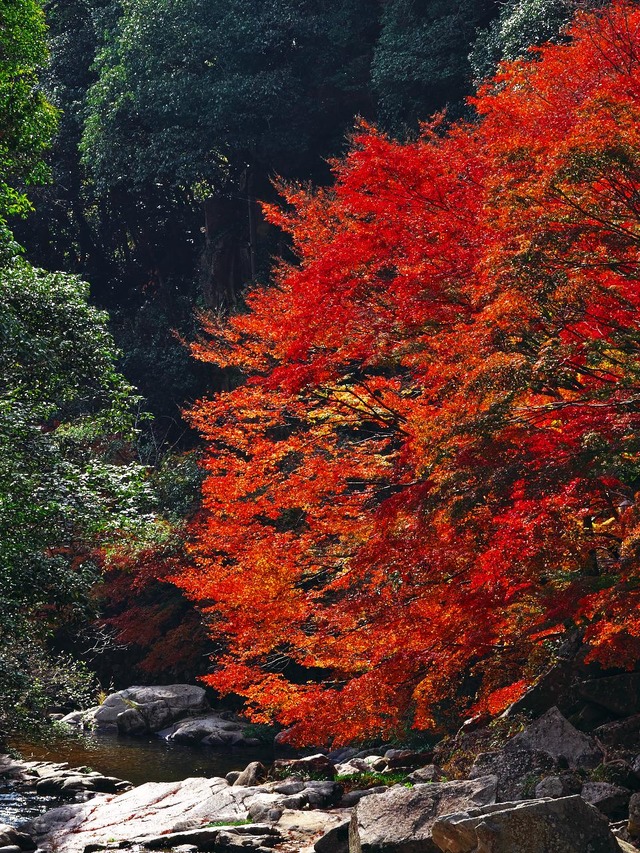 20221119_121926PB190878