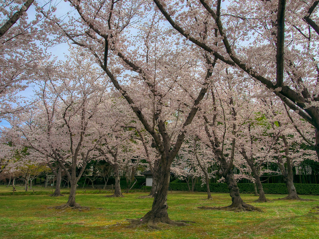 20220402_091003P4023988_14