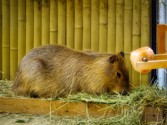 20220626_111806P6262663