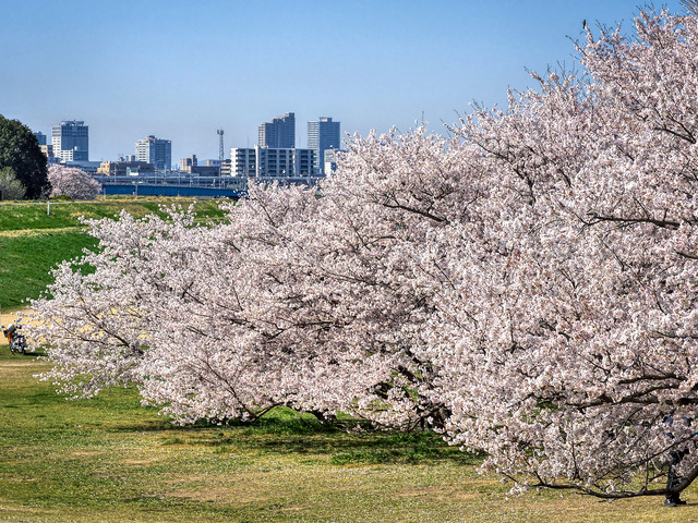 20220405_092326P4054154_11