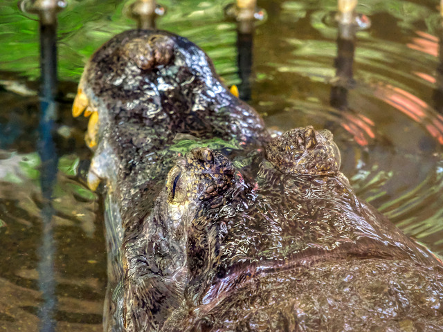 20220626_120837P6262807_7