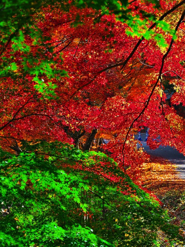 20221119_123511PB193002