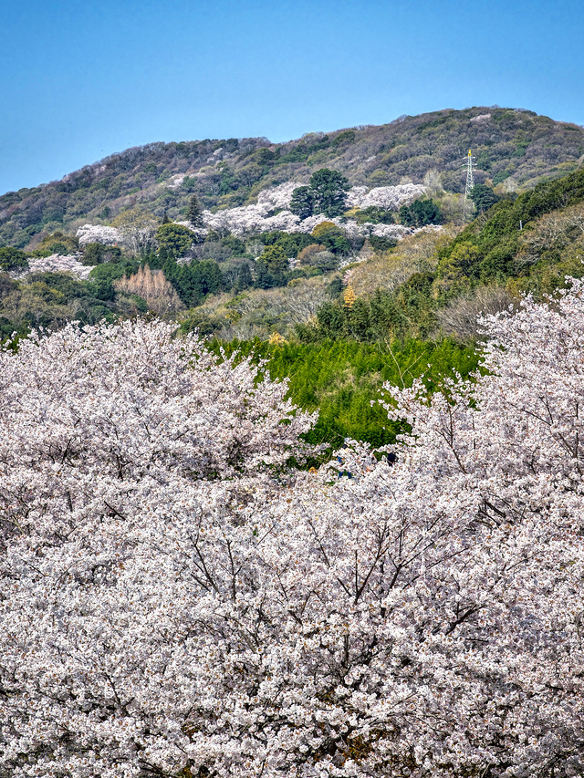 20220405_092524P4054160_17