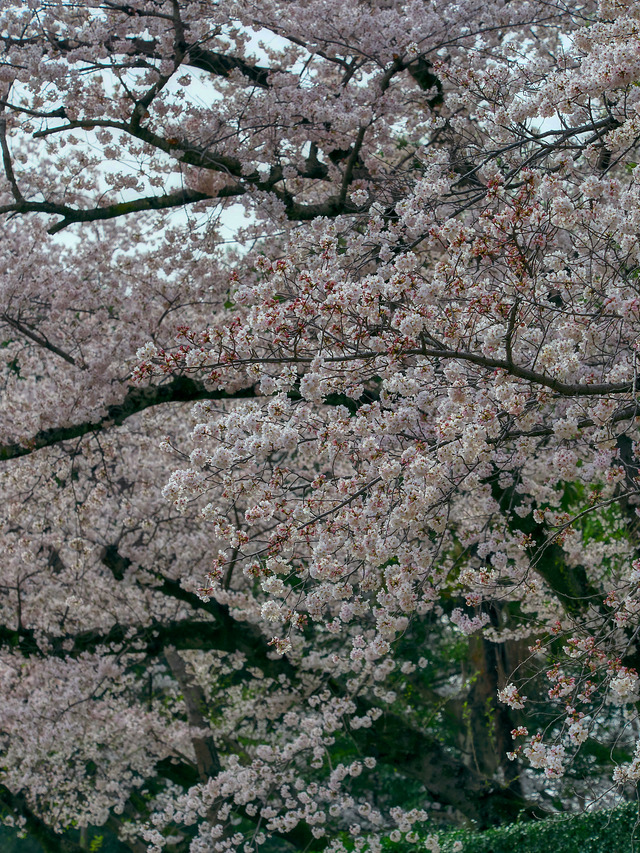 20220402_085154P4020346_1