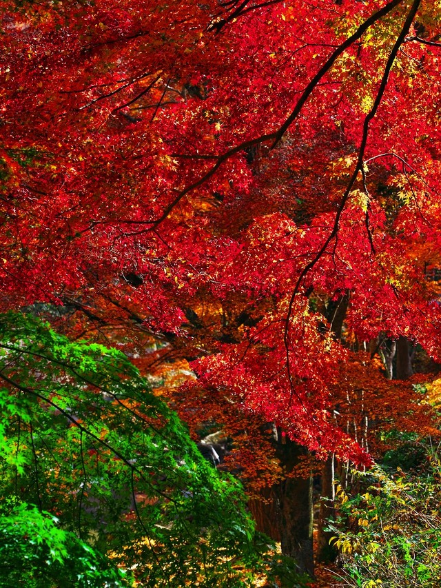 20221119_123518PB193003