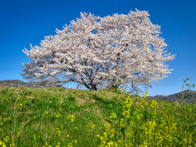 20220405_085847P4054131_2