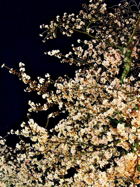 20230330_193228P3304930