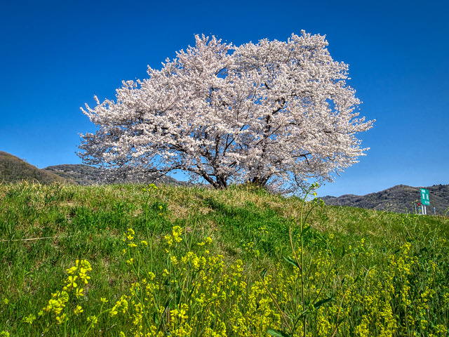 20220405_085858P4054136_3