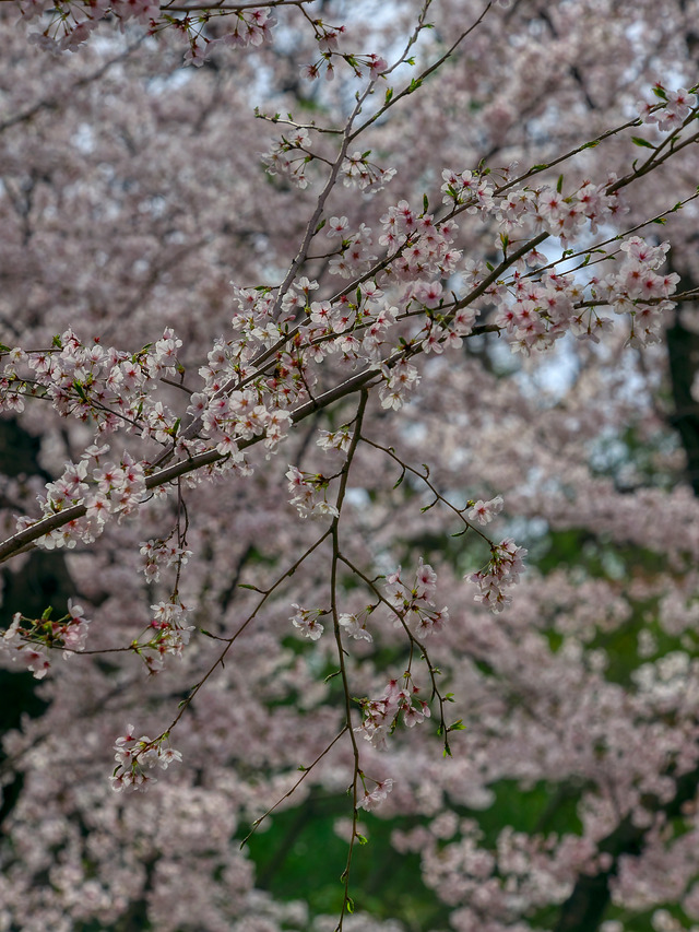 20220402_090857P4020366_12