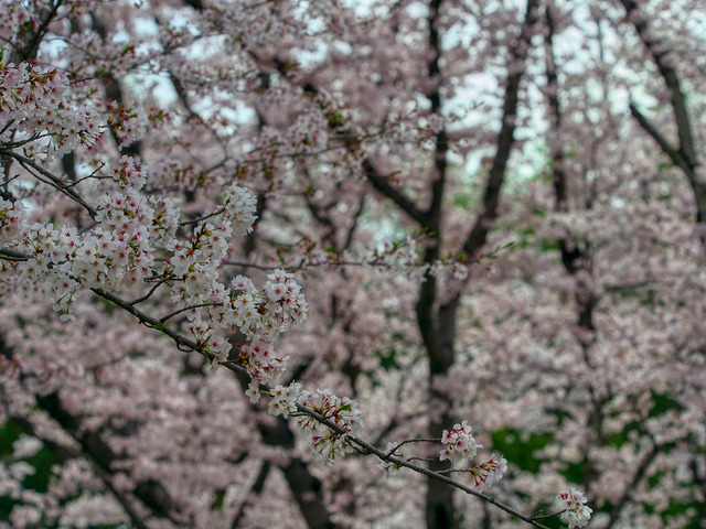 20220402_090626P4020360_8