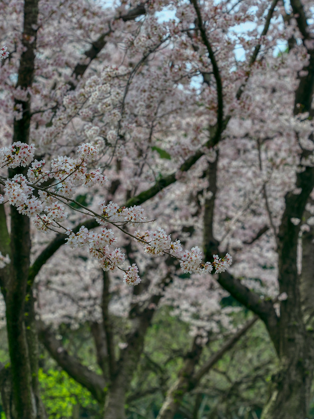 20220402_090347P4020348_2