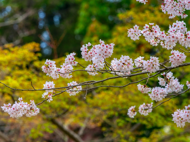 20220402_090809P4020365_11