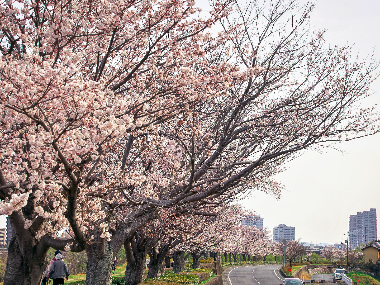 『三野浄水場の桜』2022 / 岡山市北区三野 不易流行 ~ 親父のブログ 『三野浄水場の桜』2022 / 岡山市北区三野 不易流行 ~ 親父のブログ